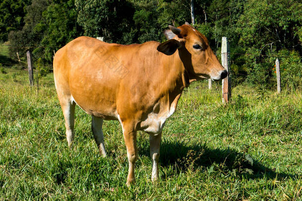 绿色牧场上的褐牛-公牛-牲畜-牲畜饲养