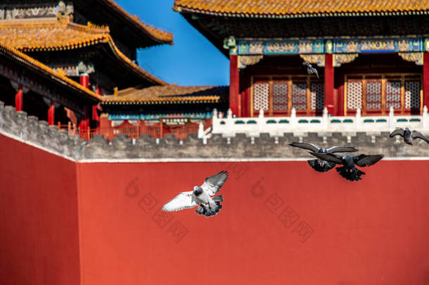 中国北京紫禁城广场上的鸽子。北京市红墙前放飞的鸽子.图上这块牌匾的中文译文：子午门.