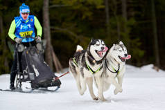 哈士奇雪橇赛狗。冬季狗类运动雪橇团体赛.西伯利亚哈士奇犬拉雪橇与麝香。在多雪的越野径道上积极奔跑