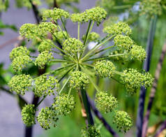 当归（Angelica archangelica），俗称花园当归（garden angelica） 、 野生芹菜（wild celery）和挪威当归（Norwegian angelica） 。