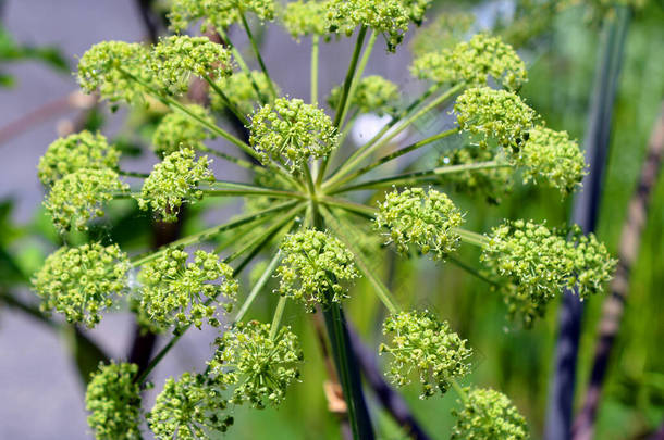 当归（Angelica archangelica），俗称花园当归（garden angelica） 、 野生芹菜（wild celery）和挪威当归（Norwegian angelica） 。