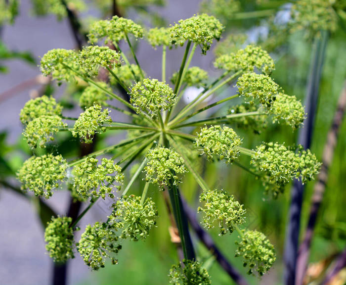 当归（Angelica archangelica），俗称花园当归（garden angelica） 、 野生芹菜（wild celery）和挪威当归（Norwegian angelica） 。