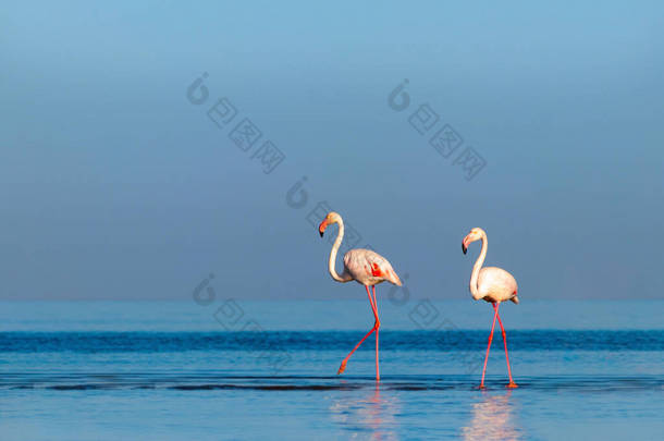 野生非洲鸟。在阳光灿烂的日子里，成群的粉红非洲火<strong>烈</strong>鸟在蓝色的泻湖上漫步