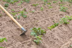 园艺工具是用来种植青苗的.