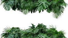 热带树叶植物灌木花卉排列自然背景隔离在白色背景下，剪枝路径包括.