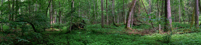 波兰Bialowieza森林，欧洲，春天的落叶森林全景，山核桃树，树根长满。