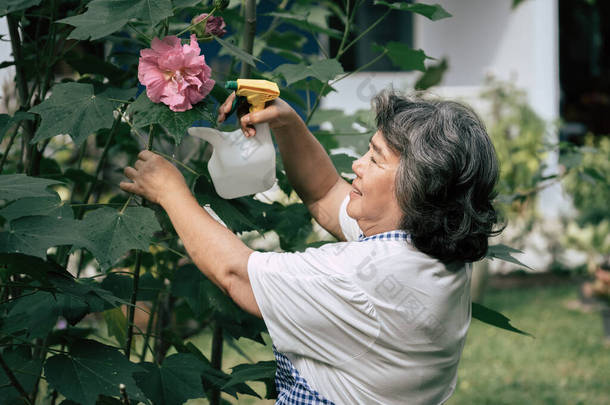 老太太在花园里采花