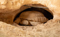 沙漠龟生活在沙漠中形成的洞穴里...沙漠动物
