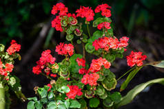 在阳光明媚的春天里，一丛簇鲜红的芙蓉花（俗称天麻、芙蓉或山核桃）和一盆鲜绿的叶子，色彩斑斓的自然质感