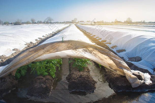 在小温室的农用纤维下种植和灌溉小土豆。浇水以防止霜冻和保持蔬菜的湿度.农业和农业。乡村边。有选择的重点