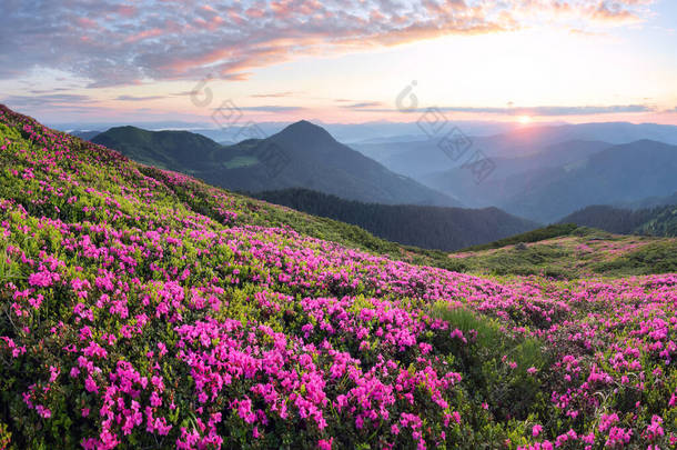 高山上日落的景象.令人惊奇的春天早晨草坪上挂满了粉色杜鹃花。令人惊奇的夏季壁纸背景。自然景观.