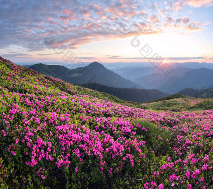 高山上日落的景象.令人惊奇的春天早晨草坪上挂满了粉色杜鹃花。令人惊奇的夏季壁纸背景。自然景观.