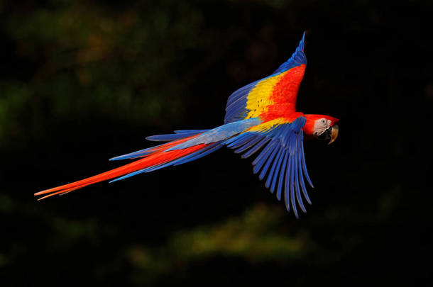 鹦鹉在深绿色的植被中飞行，背光和雨水美丽。哥斯达黎加热带<strong>森林中</strong>Ara macao的Scarlet Macaw 。热带大<strong>自然</strong>的野生动物场景。<strong>森林中</strong>的红色.
