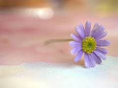 色彩艳丽的紫菊花，背景白色粉红模糊，色彩艳丽，宏观形象 