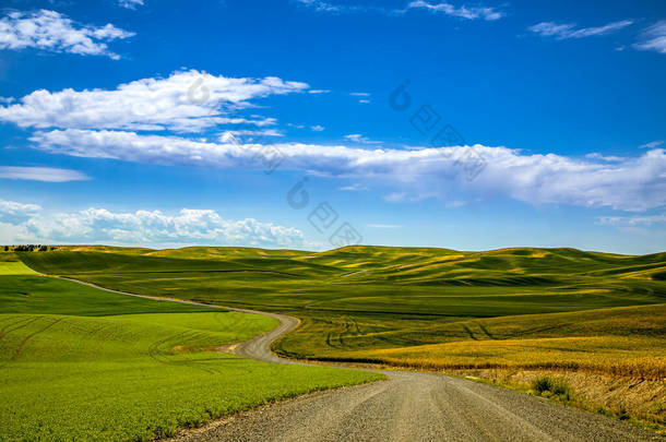 在华盛顿州东部的帕卢斯地区，阳光明媚的夏日蓝天笼罩在起伏的绿油油的田野之上，泥泞的道路穿过风景