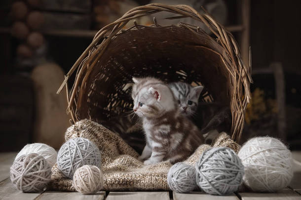 两只带条纹的小猫咪在一个装有纱线<strong>球</strong>的旧篮子里