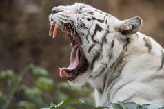 俄罗斯莫斯科动物园的白虎