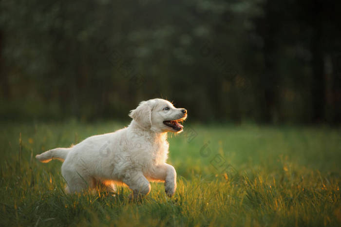 金黄色的猎犬在草地上。快乐的狗在公园里散步. 