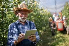 用草帽在苹果园的白色拖拉机上做石碑的老年农民和有背景的收割者的微笑