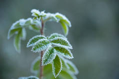 初秋的早晨,霜冻使植物相形见绌
