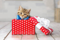 一只可爱的胖胖的小猫咪的画像，礼品盒里有个蝴蝶结