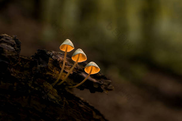 在迷人的森林里点亮发光的蘑菇，在黄昏的森林里点亮三只蘑菇.