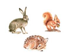 一套水彩画描绘了森林动物幼兽,鹿类,野兔和松鼠.被白色背景隔离的动物。手绘得很近