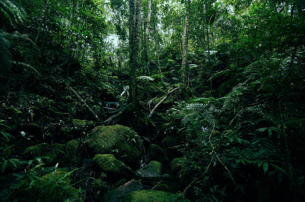 热带雨林中的绿蕨树自然/风景秀丽，热带雨林茂密，溪流湍急