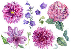 花束，大丽花，水草，铁线莲，白色背景上的蓝色铃铛，水彩画