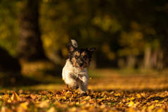 纯正的Jack Russell Terrier 。在秋天的树叶小径上，一条可爱的小狗在树林里奔跑 