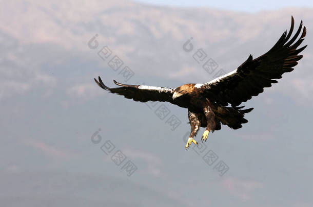 在阳光明媚的日子里，西班牙皇鹰成年雌鹰在地中海山上飞翔