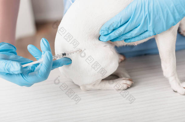 身穿蓝色乳胶手套的兽医局部透视注射疫苗的杰克 · 鲁塞尔犬 