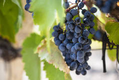 在克里米亚共和国的一个分枝上，有一束蓝色成熟的葡萄。2020年10月4日晴天