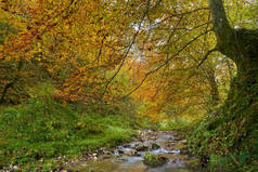 秋天的中秋，一条河在五彩斑斓的森林中缓缓流淌，景色明媚动人