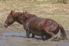 春天在犹他州沙漠的一个水坑边的一匹野马