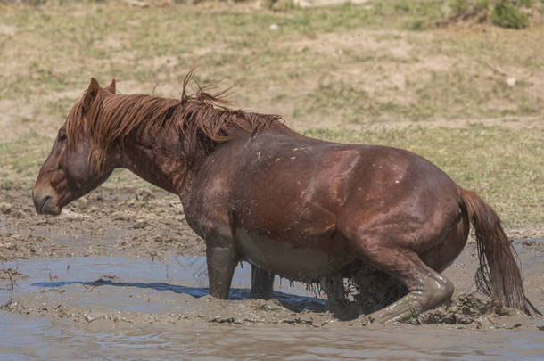 春天在犹他州沙漠的一个水坑边的一匹野马