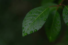 美丽的绿叶质感与水滴，关闭。有选择的重点。雨后暗叶，雨天.