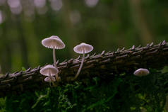 英国，被月亮和蘑菇覆盖的森林里的树枝