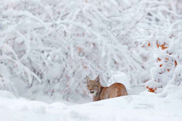 Lynx，冬季野生动物。在栖息地里可爱<strong>的</strong>大猫,<strong>寒冷的</strong>环境.波兰，雪地森林，有美丽<strong>的</strong>动物野生山猫。欧亚山猫在森林里奔跑，野猫在雪地里. 