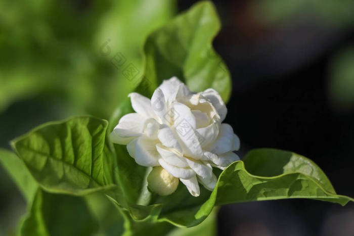 茉莉花盛开，绿叶繁茂 