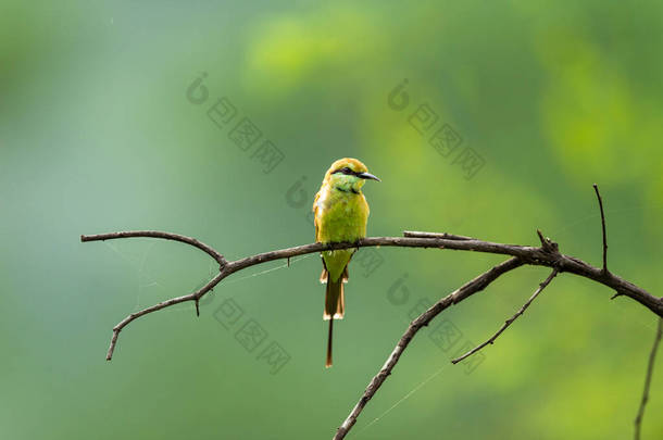 生长在自然绿色背景中的绿蜂食者或金丝雀，栖息在keoladeo国家公园或bharatpur鸟类保护区rajasthan india的树枝上