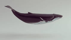 在白色工作室中的座头鲸3D插图渲染