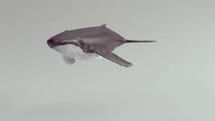 在白色工作室中的座头鲸3D插图渲染