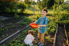 在阳光明媚的夏日，可爱而快乐的学龄前弟弟妹妹在花园里采摘成熟的草莓。快乐的童年健康和无害环境的作物