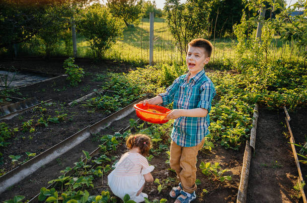 在<strong>阳光</strong>明媚的夏日，可爱而快乐的学龄前弟弟妹妹在花园里采摘成熟的草莓。快乐的童年<strong>健康</strong>和无害环境的作物