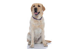 甜拉布拉多猎犬的猎犬伸出舌头，白色背景上系着紫色的皮带