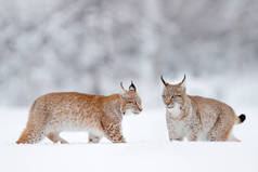 Lynx在寒冷的条件下。雪地森林，有美丽的动物，野猫，德国。两只欧亚羚羊在森林里与雪赛跑野生动物的场景来自冬天的自然。栖息地内的战斗. 