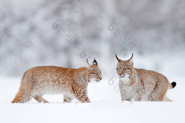 Lynx在<strong>寒冷</strong>的条件下。雪地森林，有美丽的动物，野猫，德国。两只欧亚羚羊在森林里与雪赛跑野生动物的场景来自冬天的自然。栖息地内的战斗. 