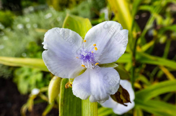 白花和丁香花的大头照- -三瓣黄色花药的白花和丁香花