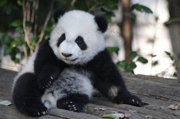 小熊猫学习爬行，<strong>成都</strong>熊猫<strong>基地</strong>，中国
